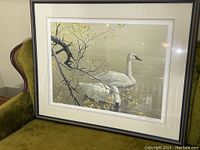 Framed print showing two Trumpeter Swans in water with overhanging aspen branches