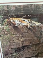 Close-up of tiger resting on cliff in framed artwork