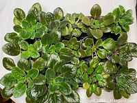 Top view of multiple African violet plants in pots showing diverse healthy green leaves, no flowers visible.