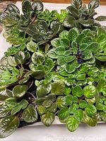 Top view of 20 African violet plants showing varying leaf textures and green shades in individual pots