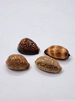 Top view of four sea shells, showing varied patterns and coloration.