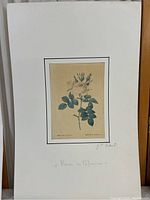 Full view of the botanical print mounted on mat board, showing the floral illustration and some visible wear.