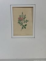 Image of botanical print titled 'Le Pompon Mousseux' featuring pink flowers and green foliage, mounted on white mat board with artist's signature below.