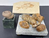 Group photo showing five coiled ammonite fossils mounted on a rectangular stone base, single coiled fossil on a green square base, and fish fossil imprinted on a light-colored stone slab.