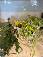Photo showing two Philodendron plants and two Spider plants placed on a countertop with white tiled backsplash, illustrating foliage and pots.
