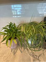 Two potted plants on a countertop with white tiled backsplash. One is variegated spider plant, the other is unknown leafy green plant.