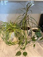 Photo showing a spider plant, a philodendron, and a tropical plant in white pots on a marble countertop with a tiled backsplash.