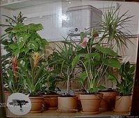 Photo of multiple potted plants showing typical use of watering system.
