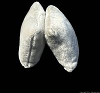 Top angle view of two white wolf faux fur pillows placed next to each other showing their fluffy texture and square shape.