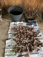 Gladiolus bulbs and two large black pots in a barn shed location, bulbs laid out on newspaper.