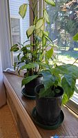 Two potted plants on windowsill, one taller with variegated leaves (Dieffenbachia), and one smaller with large green leaves (Hibiscus). Both in black plastic pots with green saucers.