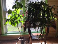 Dark wood scalloped top table with two plants: a large green leafy Hibiscus tree on the floor and a Christmas cactus with pink flowers on the table
