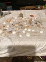 Full lot of sea shells spread out on white cloth with variety of shapes and colors visible.
