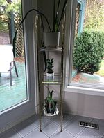 Full view of brass 3-shelf plant stand with all three plants placed on shelves, positioned near glass doors and a window.