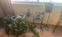 Group of potted plants on decorative metal plant stands near a window, including several succulents and a snake plant.