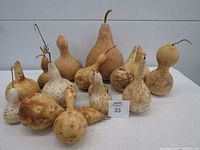 Front view of all 14 dried gourds arranged on flat surface showing variety of shapes and sizes from 5 to 12 inches tall with natural stems and color variations.