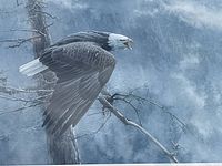 Close-up of eagle perched on branch in misty forest
