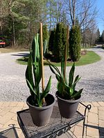 Two snake plants in black pots placed outdoors on a metal trolley, showing overall size and condition.