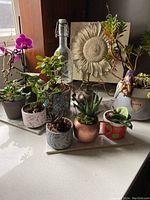 Wide view of live assorted plants including purple orchid, various succulents in decorative pots on a white countertop with floral art piece in background.