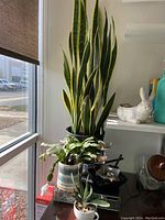 Tall snake plant with variegated leaves behind Christmas cactus and succulent on a glass shelf with window light.
