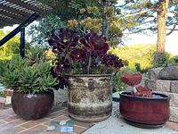 All three ceramic planters with succulents on patio