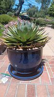 Front view of large green succulent plant in large blue ceramic planter with matching saucer on brick pavement.