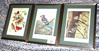 Three framed color prints of birds, arranged side by side on a carpeted surface, showing overall lot contents