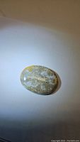 Oval polished fossil coral cabochon with visible coral patterns against a white background