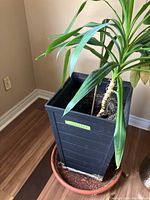 Photo of a live plant in a tall black urn style square pot 15x15x23 inches with textured design, placed inside a terra cotta round saucer pot, positioned on hardwood floor beside wall corner.
