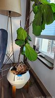Photo of fiddle leaf fig tree with large green leaves in white pot on wooden stand indoors near window and lamp.