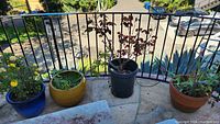Four potted plants on a balcony railing, three pots are visible, one blue, one yellow ceramic, and one black plastic with dark red leaves.