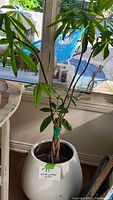 Photo showing the small Money Tree plant with braided trunk in white ceramic pot near window, healthy leaves visible.