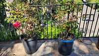 Two rose bushes in black plastic pots placed on concrete floor against metal railing outdoors, one bush has red flowers.
