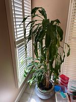 Full view of the Dracaena fragrans with three main canes and arching leaves in ceramic pot near window