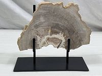 Front view of the petrified wood specimen on black steel stand showing full width and natural edges.
