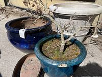 View of four ceramic planters (blue and turquoise) with tree and soil in largest planters and large beige resin planter in background. One ceramic planter shows chip on rim.
