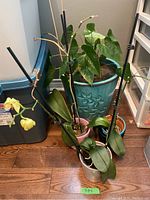 Full view of the Anthurium plant in the blue ceramic pot along with three orchids in smaller pots on the floor.