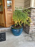 Planter with leafy tree by the door, showing the overall item and condition.