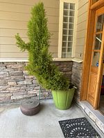 Full view of large green planter with tall live shrub placed outdoors on concrete near stone wall and wooden door, showing the shape and size of the shrub and planter.