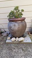 Front view of a large textured ceramic planter with a green leafy plant on a stone base with stones arranged in front.