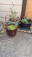Three ceramic planters with different plants placed outdoors on a paved surface against wall and wooden backdrop