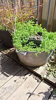 Photo of a large round galvanized metal planter filled with green leafy plants and a wire tomato frame, situated on a wooden deck near a fence.