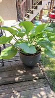 Ceramic planter with large leafy plant sitting on a wooden deck, viewed from front left side