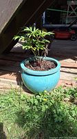 Blue ceramic planter with small green plant, some dry leaves, sitting outdoors on wooden deck and grass.