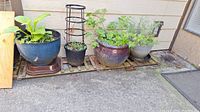 Four planters arranged on wooden pallets outdoors next to a house wall, showing plants in various health states