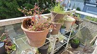 View of the 8 assorted plastic flower pots on a metal rack on an outdoor patio, showing soil and different plants in the pots.