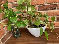 Two potted live plants shown: one in tall glass vase filled with colorful glass marbles, other in white ceramic planter. Both plants have visible green leaves with some dry tips.