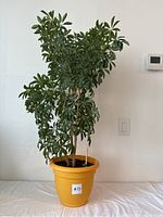 Full view of the Schefflera plant and yellow planter from front angle.