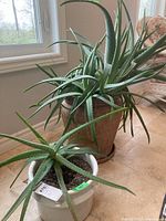 Two Aloe Vera plants, one in a tall brown pot and one in a smaller white pot, placed on tile floor near window