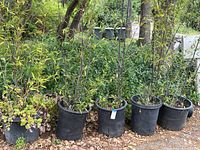 Front view of five black plastic pots each containing a bamboo plant